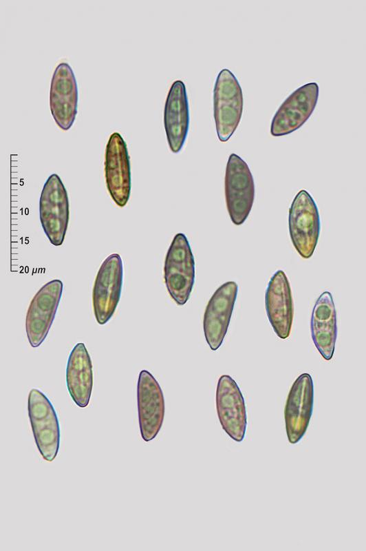 macrostoma