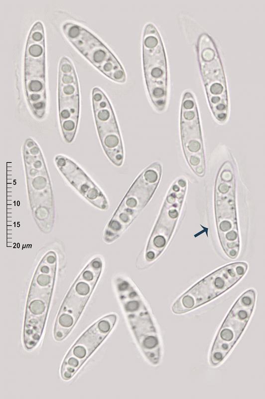 macrostoma