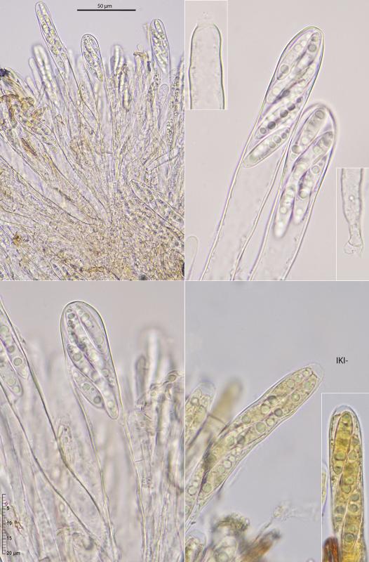 macrostoma