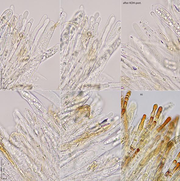 macrostoma