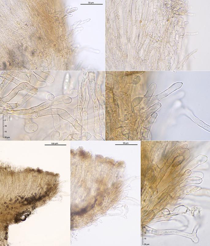 macrostoma