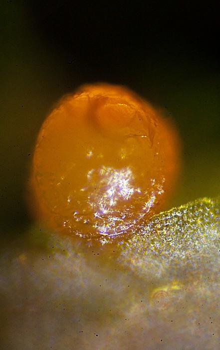 macrostoma