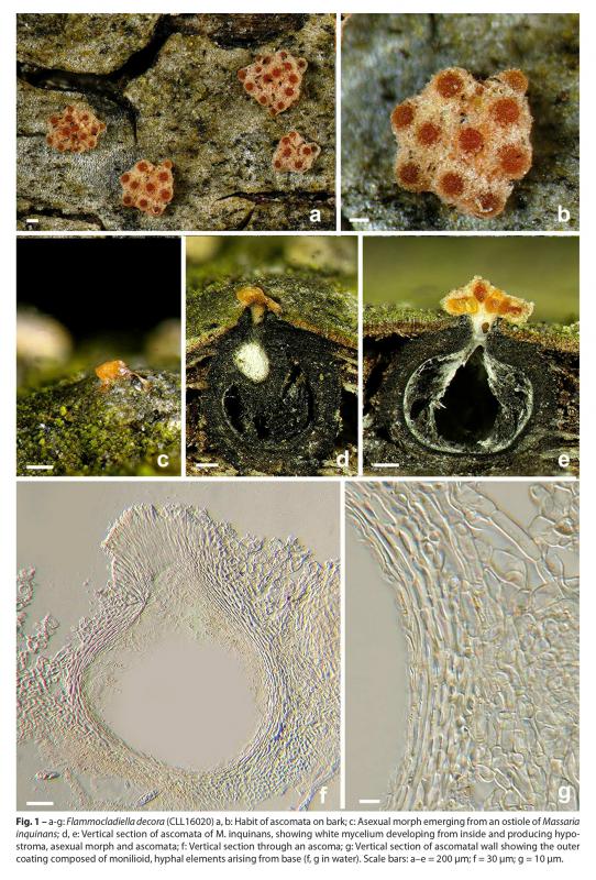 macrostoma