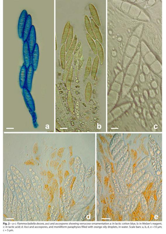 macrostoma