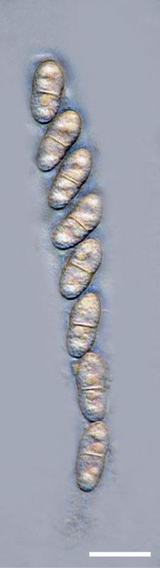 macrostoma