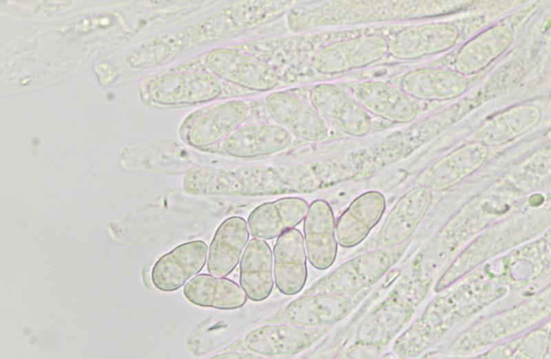 macrostoma