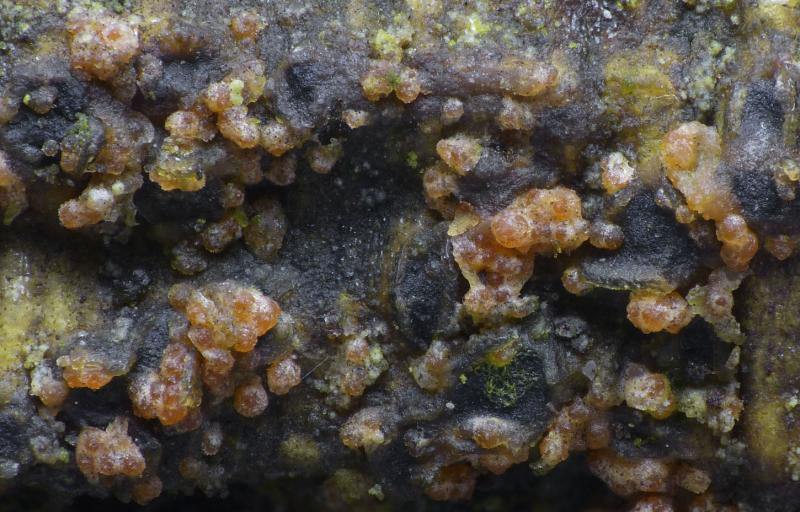 macrostoma