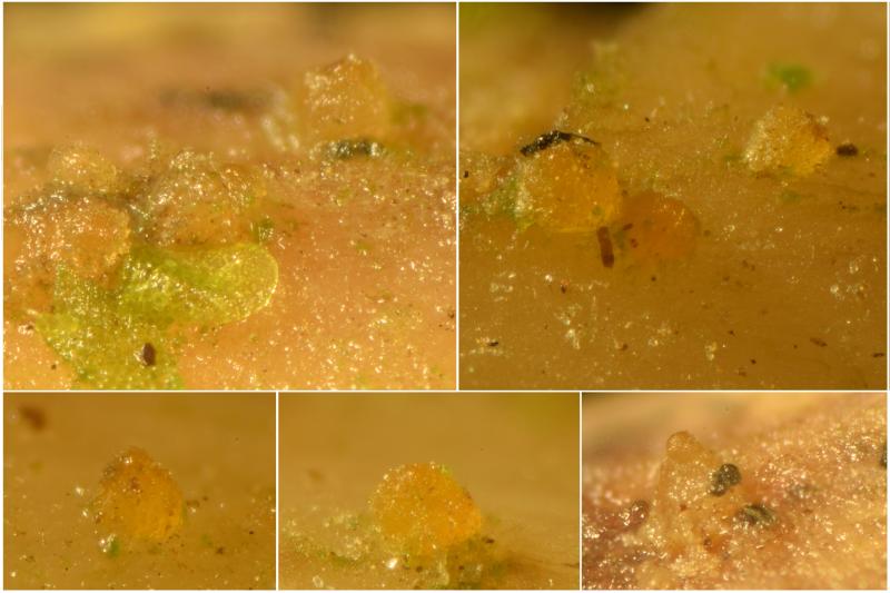 macrostoma