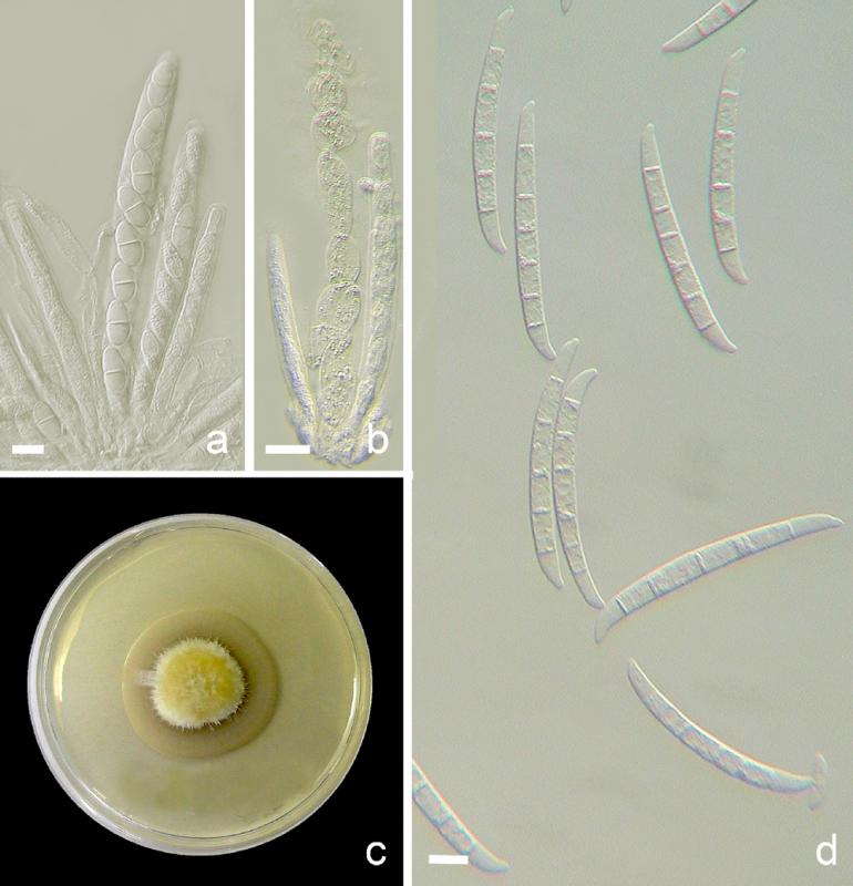 macrostoma