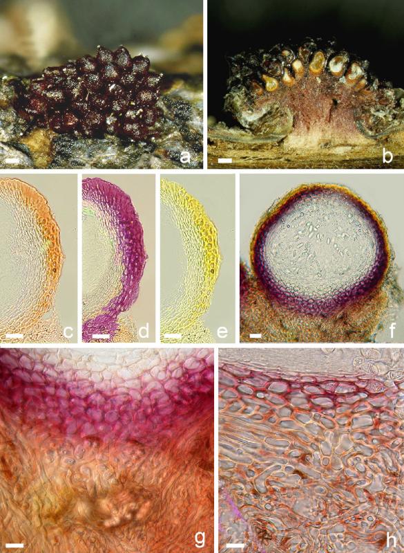 macrostoma