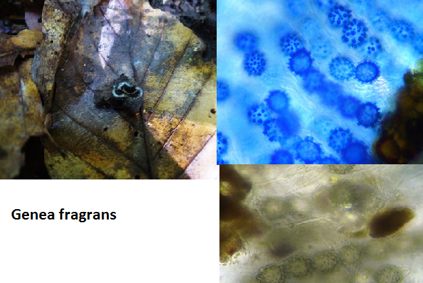 macrostoma