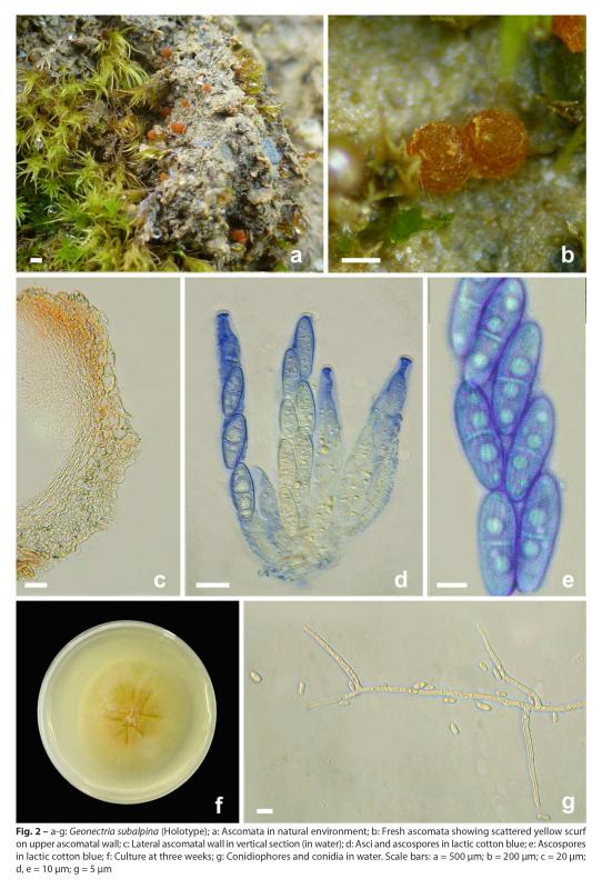 macrostoma