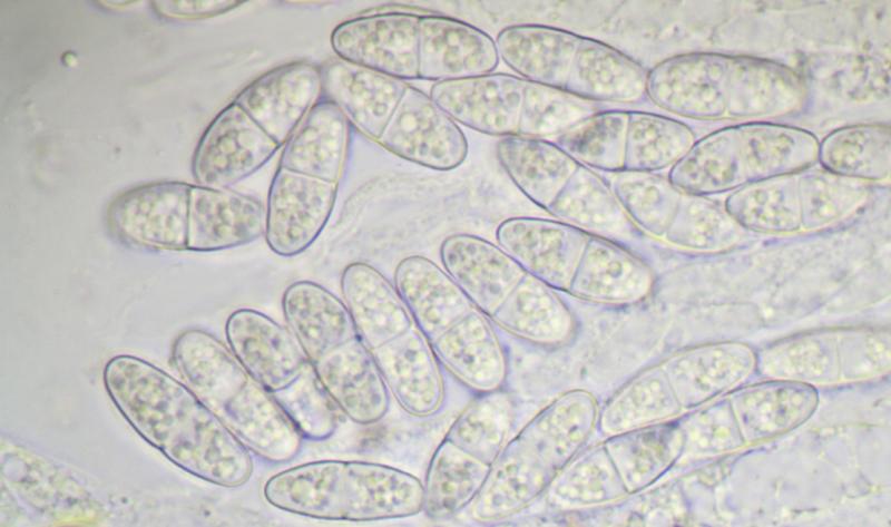 macrostoma