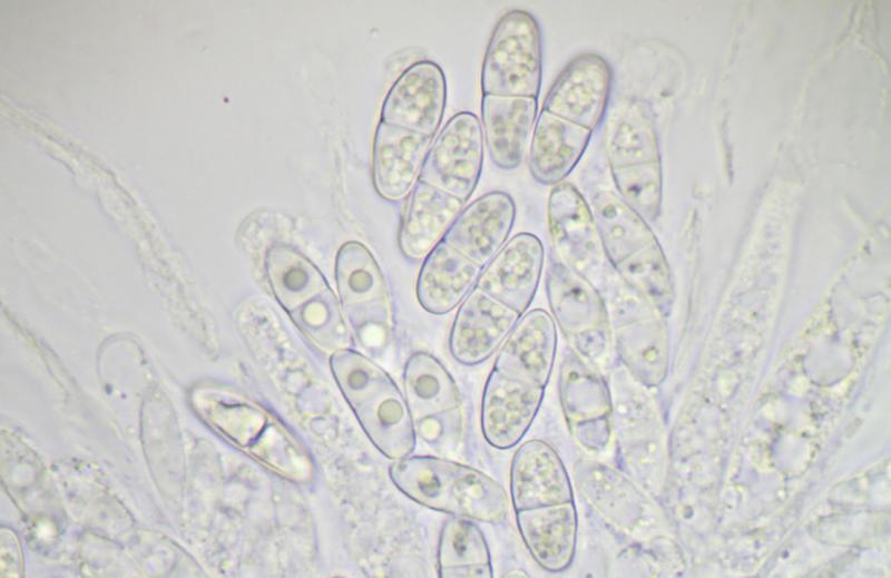 macrostoma