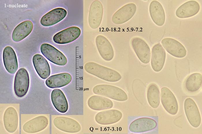 macrostoma