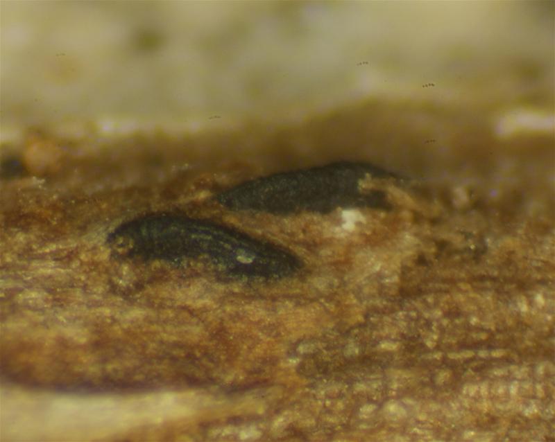macrostoma