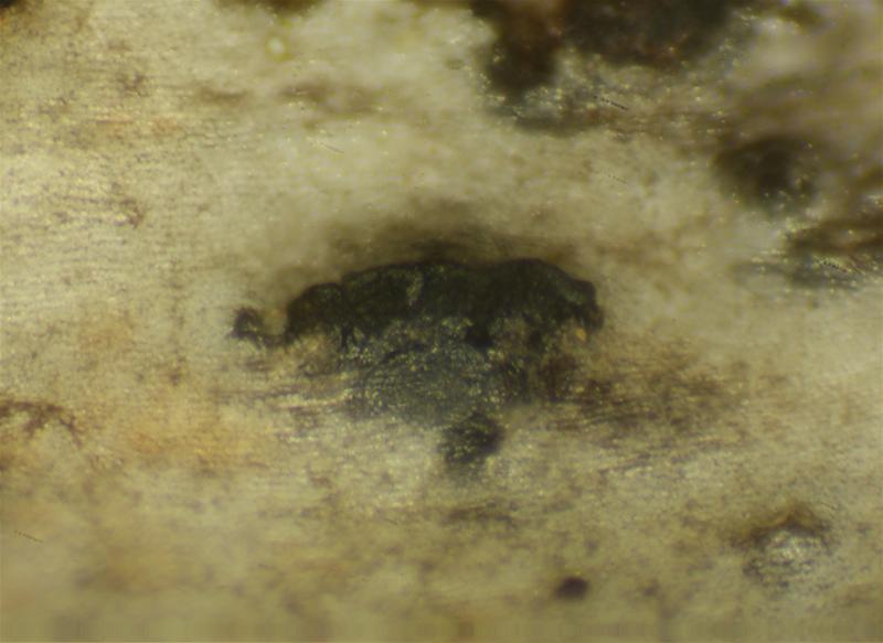 macrostoma