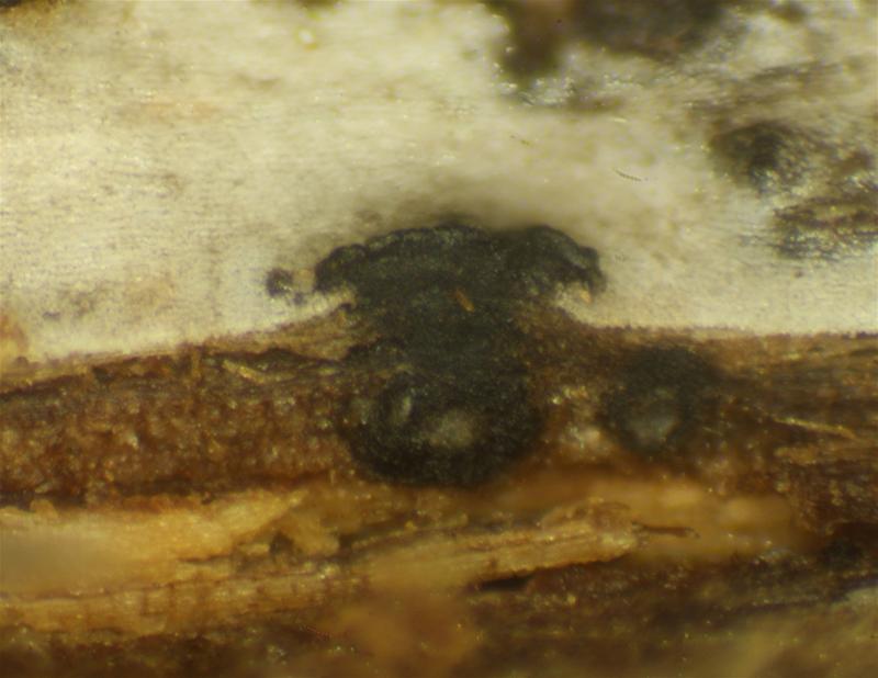macrostoma