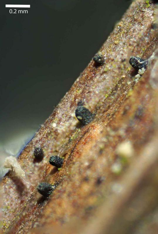 macrostoma