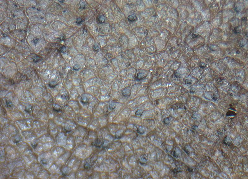 macrostoma