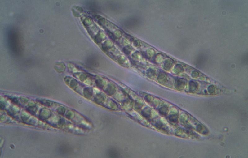 macrostoma