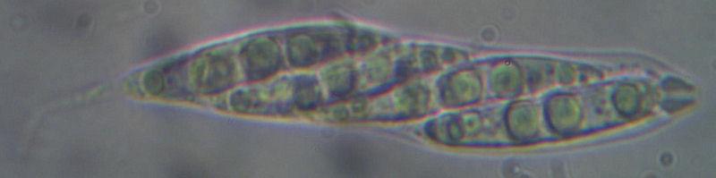 macrostoma