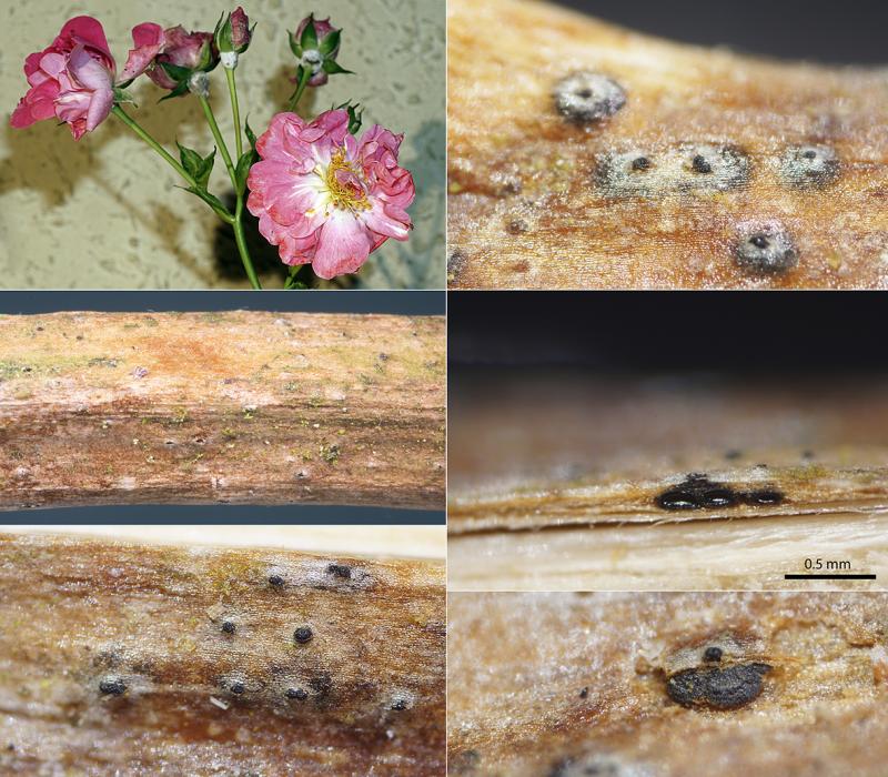 macrostoma