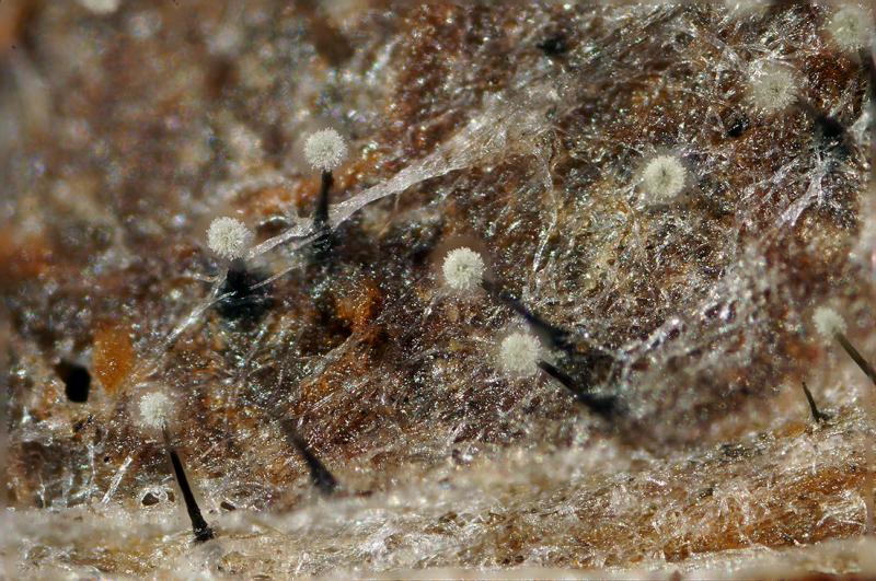 macrostoma