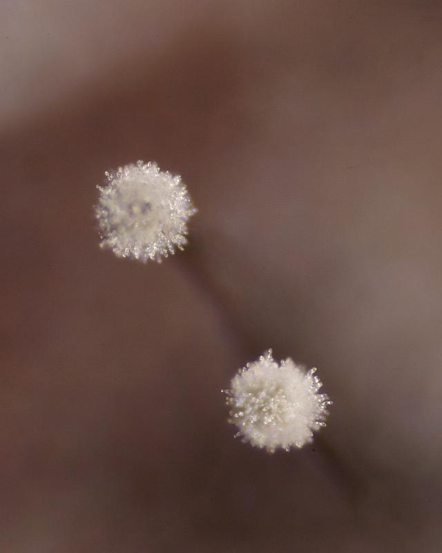 macrostoma