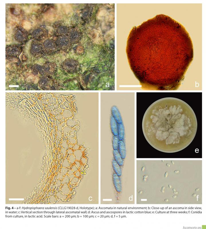 macrostoma
