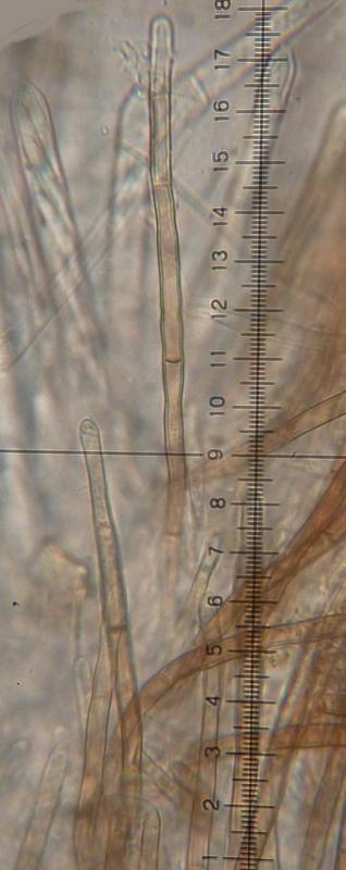 macrostoma