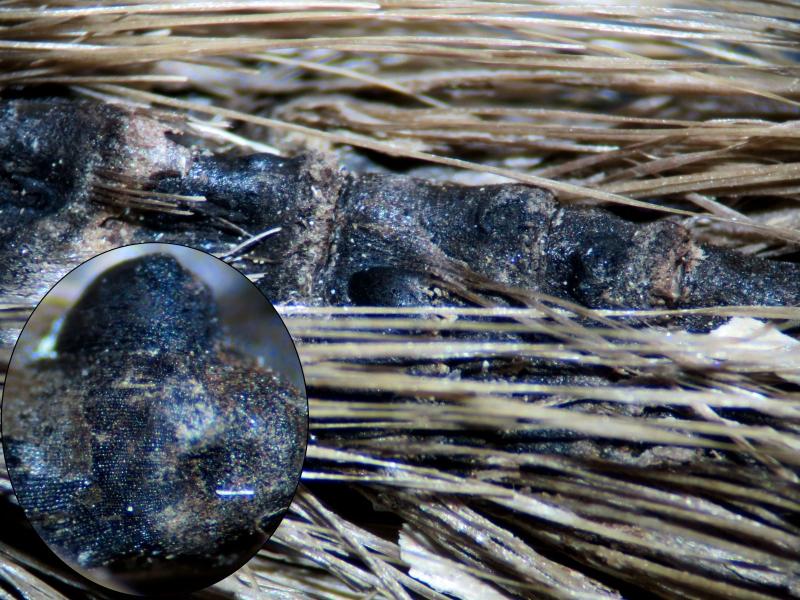 macrostoma
