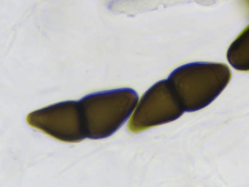 macrostoma