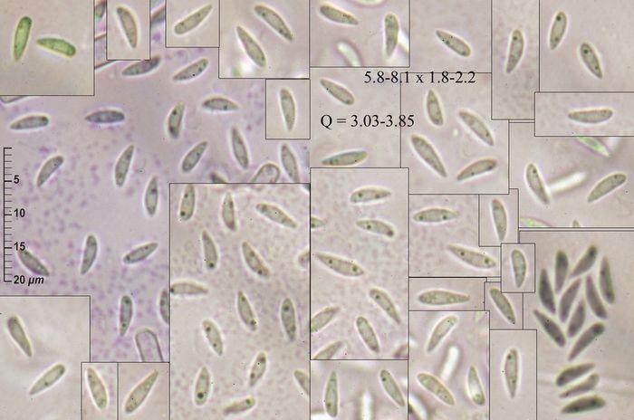 macrostoma