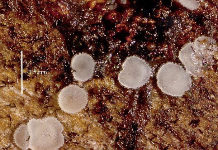 macrostoma
