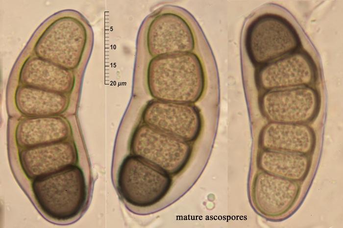 macrostoma