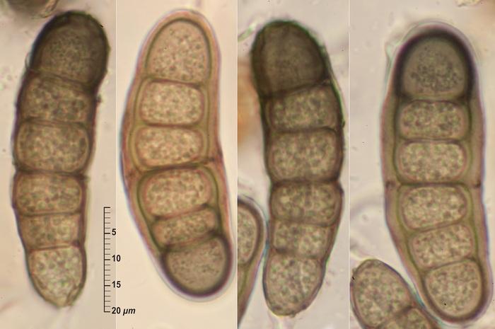 macrostoma