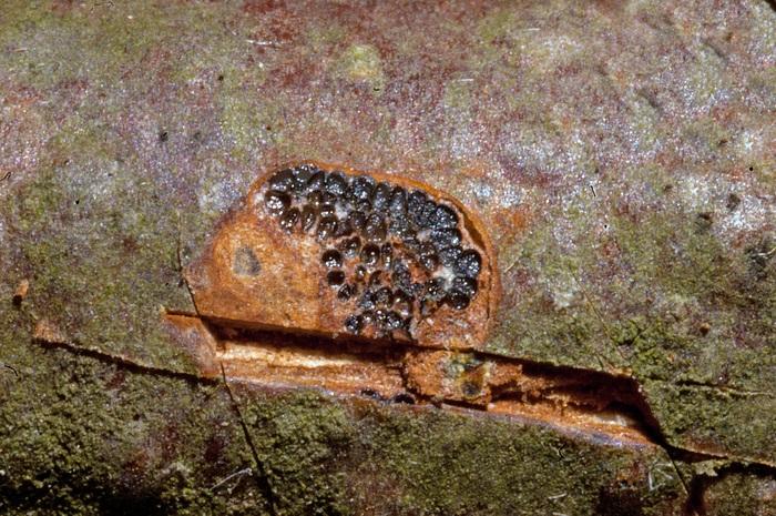 macrostoma