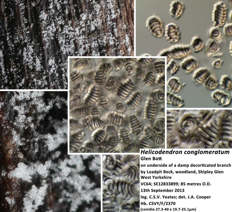 macrostoma