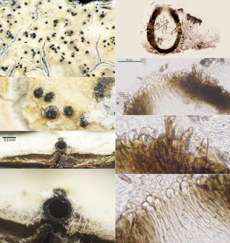 macrostoma