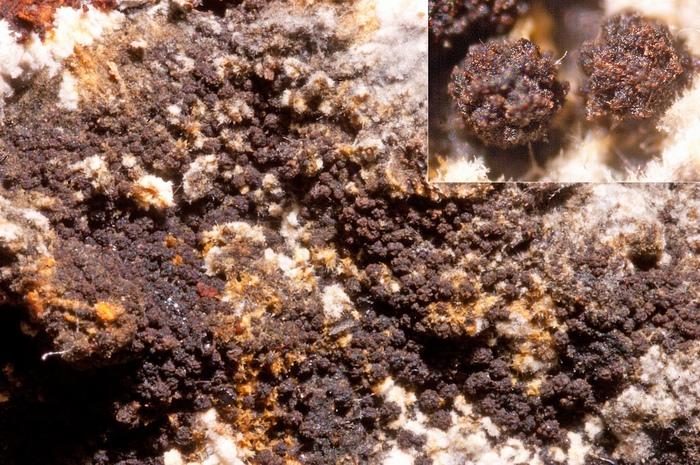 macrostoma