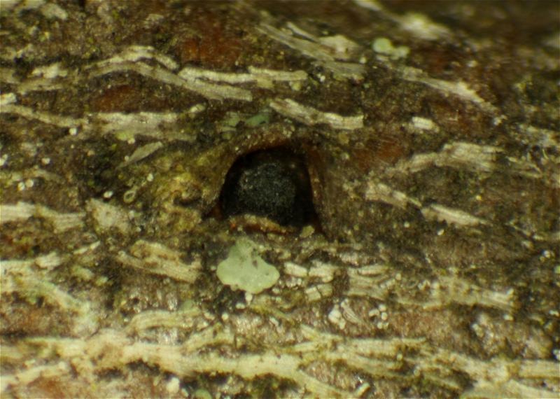 macrostoma