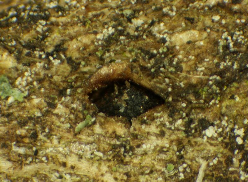 macrostoma