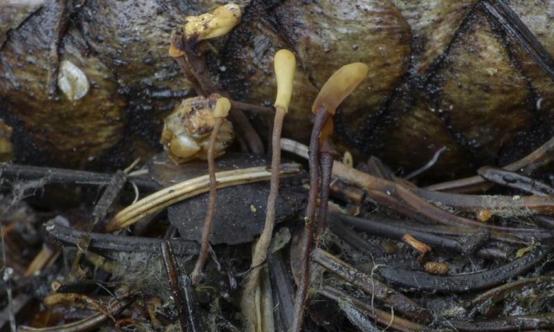 macrostoma