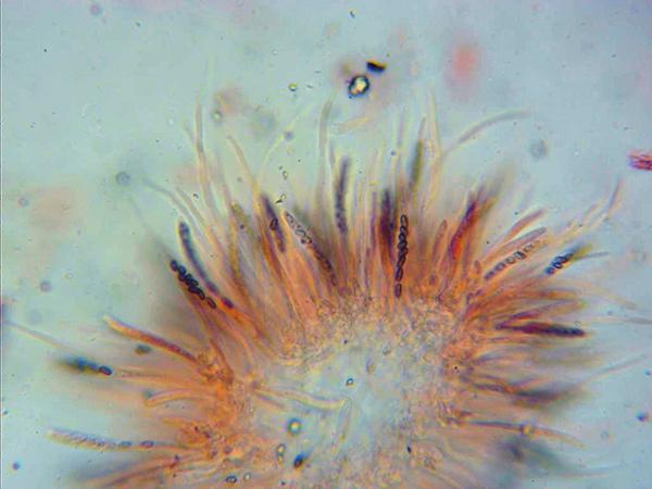 macrostoma
