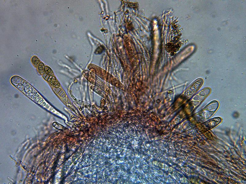 macrostoma