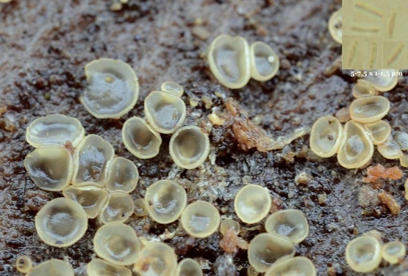 macrostoma
