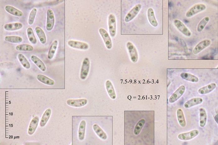 macrostoma