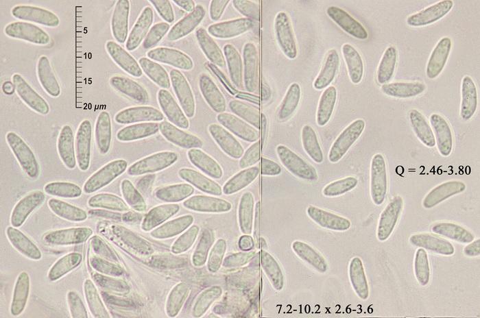 macrostoma