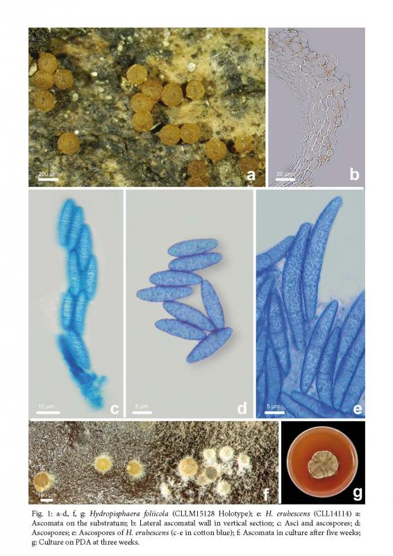 macrostoma